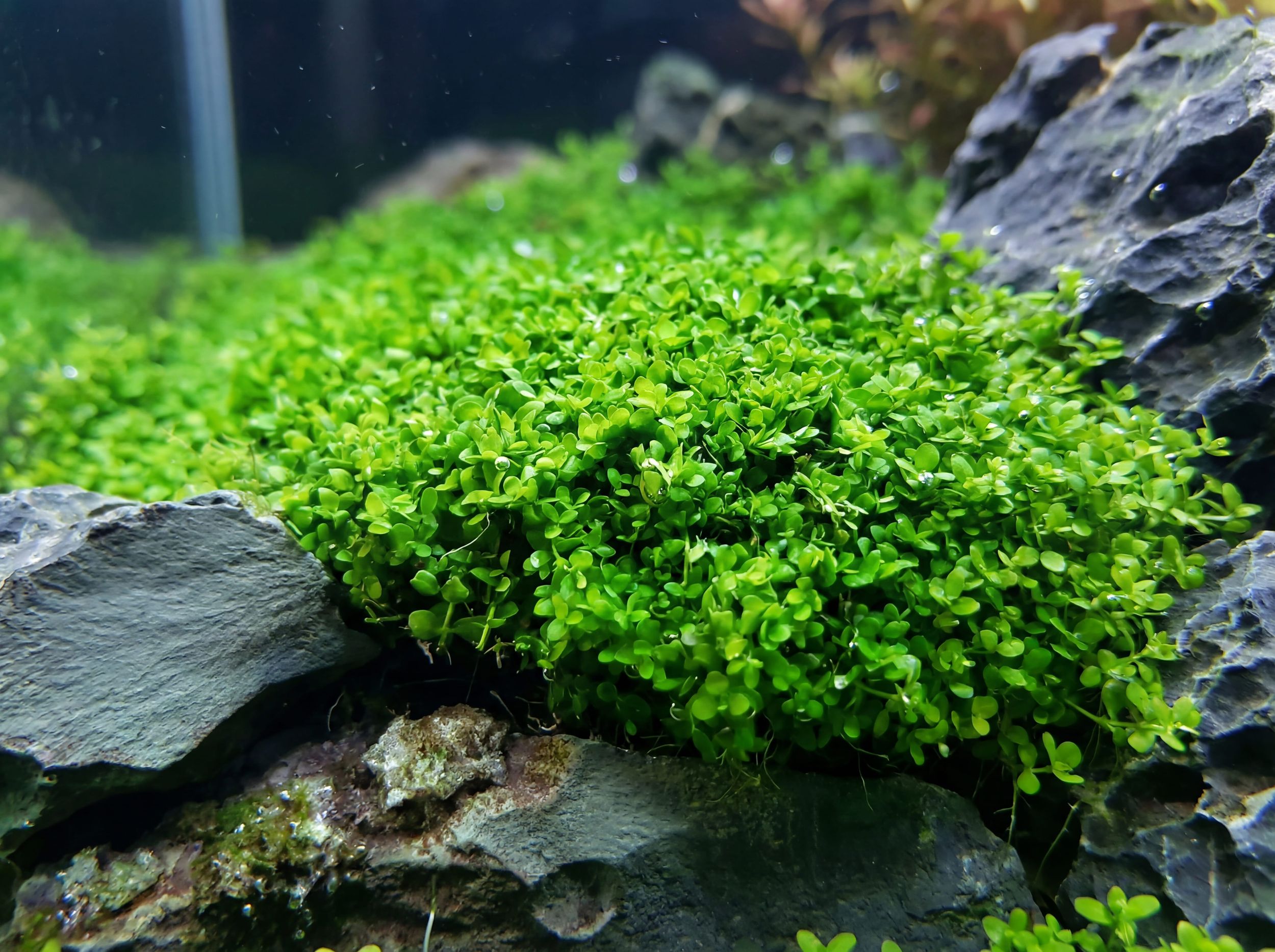 Where Should Each Aquarium Plant Go? A Placement Plan for Fish, Shrimp, and Snails